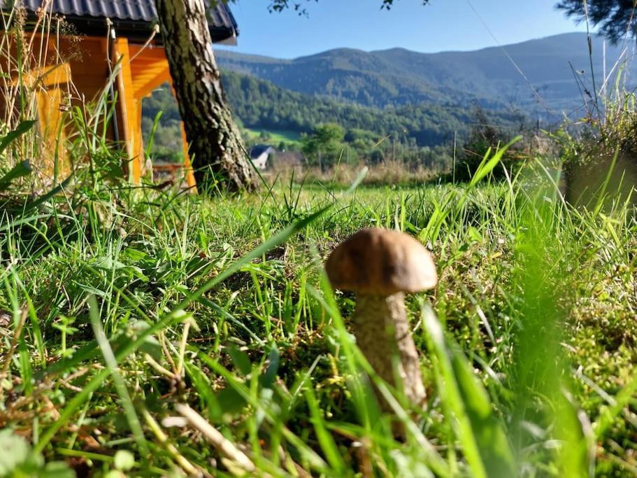 Panorama Sucha Gora ,Lesny Domek Skawica  Buitenkant foto